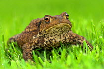 Common toad (Bufo bufo) on grass, Dorset, UK, October.