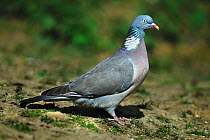 Adult Wood pigeon (Columba palumbus). Dorset, UK, April.