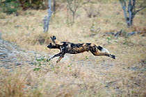 African Wild Dog (Lycaon pictus) in chase in scrubland habitat. Endangered Species. Northern Botswana, Africa
