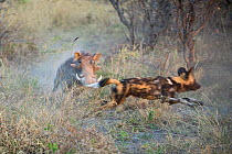 African Wild Dog (Lycaon pictus) being charged by Warthog (Phacochoerus africanus). Endangered Species. Northern Botswana, Africa