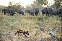 Elephant (Loxodonta) herd advances on African Wild Dog (Lycaon pictus) after smelling blood from the pack's Warthog (Phacochoerus africanus) kill. Endangered Species. Northern Botswana, Africa