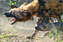 African Wild Dog (Lycaon pictus) adult with eight-week old pup. Endangered Species. Northern Botswana, Africa