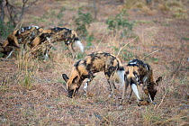 Pack of African Wild Dogs (Lycaon pictus) patrolling territory. Endangered Species. Northern Botswana, Africa, August.