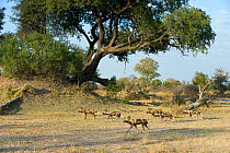 Pack of African Wild Dog (Lycaon pictus). Endangered Species. Northern Botswana, Africa, August.