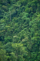A view of the forest canopy, Gunung Leuser National Park. North Sumatra, Indonesia, June.