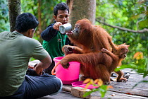 Park ranger feeding rehabilitated Sumatran Orangutan (Pongo abelii) mother with baby. Critically endangered species. Gunung Leuser National Park, North Sumatra, Indonesia, June 2010.
