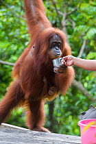 Rehabilitated Sumatran Orangutan (Pongo abelii) mother with baby, being fed by a park ranger. Critically endangered species. Gunung Leuser National Park, North Sumatra, Indonesia, June 2010.