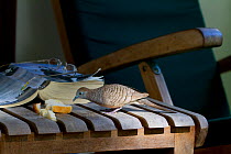 Barred Ground Dove / Zebra Dove (Geopelia striata) feeding on bread on a chair. Seychelles, March.