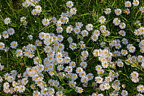 Common Daisies (Bellis perennis) flowering in grass. UK, May.