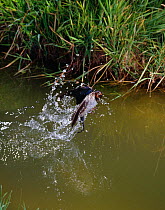 Swallow (Hirundo rustica) bathing in a river in flight.