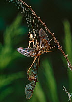 Orb Weaving Spider (Tetragnatha sp.) with mayflies caught in web.