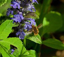 Beefly (Bombyliidae) feeding from a Bugle flower. UK, May.