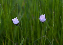 Common Daisies (Bellis perennis), closing sequence at sundown (3 of 3). UK, May.
