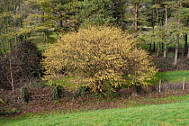 Hazel (Corylus avellana) shrub with catkins. UK, February.