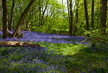 Sussex woodland with bluebells (Hyacinthoides non-scripta).  UK, May.