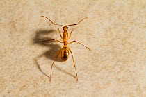 Yellow Crazy Ant (Anopolepsis gracilipes); an increasing environmental menace in Seychelles, Christmas Island and other areas around Indian Ocean.  Seychelles, March.