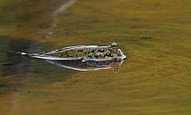 Common Mudskipper (Periophtalmus kalolo) at the surface of water. Seychelles, March.
