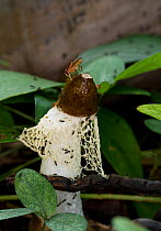 A fruiting stinkhorn  fungus being fed on by flies and ants who disperse the spores.  Seychelles rainforest, March.