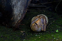 Rainforest Hermit Crab (Coenobitoidea) hiding in its shell. Seychelles, March.