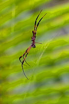 Seychelles Palm / Seychelles Orb Weaver Spider (Nephila inaurata) female. Seychelles, March.