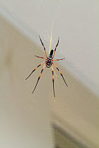 Seychelles Palm / Seychelles Orb Weaver Spider (Nephila inaurata) female. Seychelles, March.