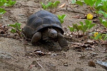 Seychelles Giant Tortoise (Dipsochelys dussumieri) walking fast, Seychelles, captive, extinct in the wild