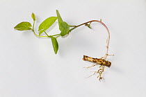 Bindweed or Convolvulus (Calystegia) growing from root fragment.  UK, June.