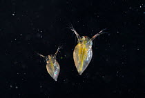 Two Water Fleas (Daphnia sp.), showing transparency of bodies and internal organs. UK, September.