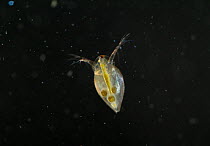 Water Flea (Daphnia sp.), showing transparency of body and internal organs. UK, September.