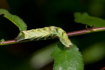 Dot Moth (Melanchra persicariae) larva on twig.  UK, September.