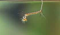 Midge (Chironomidae) larva below water surface showing the siphon or breathing tube. UK, September.