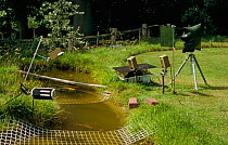 High-speed photography equipment for photographing Barn Swallows drinking at garden pond, showing camera, tripod and flashes.  This set-up has been used by Stephen Dalton since 1978.
