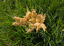 Slime Mould (Mucilago crustacea) on grass. The plasmodium stage. Once considered fungi they are now classed as Protozoa. Slime moulds can move at the pace of a snail. UK, October.