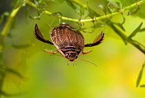 Water Beetle (Acilius sulcatus) female swimming using legs adapted to be "oars". UK, September.