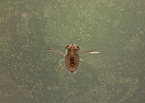 Pygmy / Lesser backswimmer (Plea leachi)
