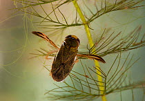 Water Boatman (Corixa sp.) showing swimming adapted "oars" and patterning on carapace. UK, October.