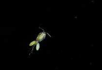 Cyclops (Copepoda) female carrying two parcels of eggs. UK, November.