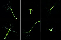Sequence showing different views of Green Hydra (Hydra viridis), a simple animal related to jellyfish (Cnidaria). UK.