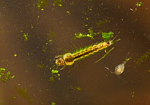Mosquito (Culicidae) larva surrounded by algae and a cyclops. UK, November.