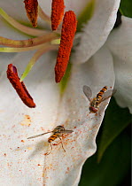 Two Marmalade hoverflies (Episyrphus balteatus) on a Lily petal (Liliaceae), feeding on pollen dropped from anthers. UK, August.