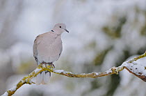 Collared dove (Streptopelia decaocto) resting on a snowy branch in winter. Perthshire, Scotland, December