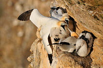 Northern gannet (Morus bassanus) pair having a dispute with the bird on the neighbouring nest. Troup Head, Scotland, August.
