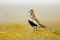 Golden plover (Pluvialis apricaria) resting in the morning dew. Cairngorms National Park, Scotland, June