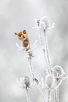 Goldfinch (Carduelis carduelis) feeding on frozen Teasels. Perthshire, Scotland, Dec