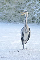 Grey Heron (Ardea cinerea) portrait taken on a frozen pond. Glasgow, Scotland, December.