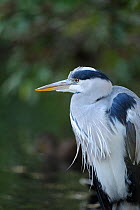 Grey heron (Ardea cinerea). Glasgow, Scotland, Nov .