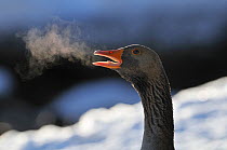 Greylag goose (Anser anser) calling at dawn with its breath showing as a cloud of steam. Serrated tomia (the equivalent of teeth) are visible in its beak. Scotland, Dec .