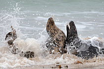 Grey seal (Halichoerus grypus) couple fighting in the sea as the male (right) tries to mate with the female. Scotland, October .