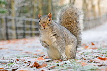 Grey squirrel (Sciurus carolinensis) sitting on its hind legs in an urban park in winter. Glasgow, Scotland, Dec .