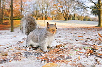 Grey squirrel (Sciurus carolinensis) looking alert, on all fours, in an urban park in winter. Glasgow, Scotland, Dec .